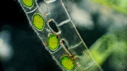 Spirogyra konjugáció