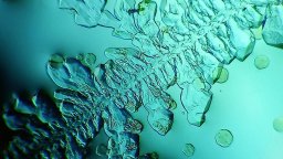 Szójaszósz - száradás után