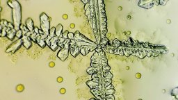 Szójaszósz - száradás után