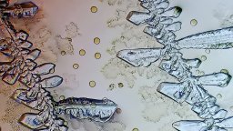 Szójaszósz - száradás után