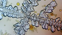 Szójaszósz - száradás után